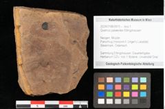Foto (Objekt + Etikett) von Quercus palaeoilex Ettingshausen (NHMW-GEO-2024-0188-0970)